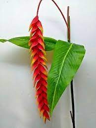 Pin By Lexie Lambeth On Heliconia Plant Real Touch Flowers Heliconia Plant Silk Flowers