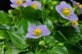 Image result for Exacum