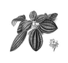 Image result for Pycreus xantholepis