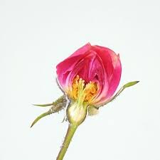 Perfect for home decor, weddings, bouquets, gifts, & more. Driedflowerstory Tiny Dried Flowers For Resin Jewelry Home Facebook