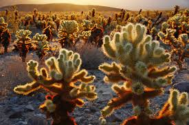 What wildlife do you look forward to seeing in joshua tree? Destination Joshua Tree National Park Heartland Rvs