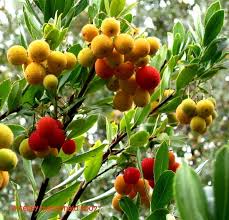 So don't start growing strawberry trees expecting real strawberries. Strawberry Tree I Found These On My Walk They Taste Really Good Strawberry Tree Fruit Garden Strawberry Bush