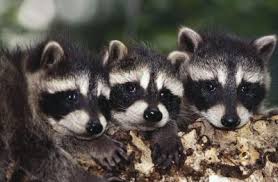 How Long Do Adolescent Raccoons Stay With Their Mother Animals Mom Com