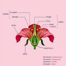 Before blossoming, the corolla is protected by the calyx. Solved The Petals Of A Flower Are Collectively Known As The Ca Self Study 365