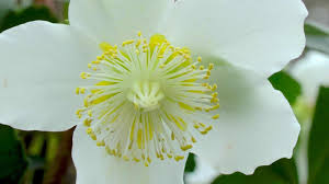 Die christrose (schneerose) gehört zu den hahnenfußgewächsen. Christrose Helleborus Niger Im Pflanzenlexikon Gartennatur Com