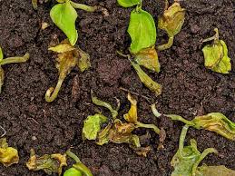 Image result for tomato seedling damping off