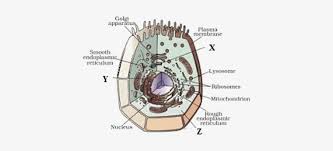 It's the cell's brain, employing chromosomes to instruct other parts of the cell. Image Of The Animal Cell Diagram Of Plant Cell Class 9 Transparent Png 412x293 Free Download On Nicepng