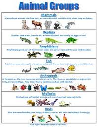 175 Best Vertebrates And Invertebrates Images Vertebrates