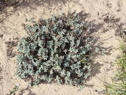 Image result for Polycarpaea eriantha