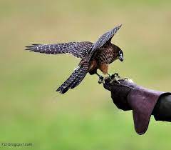 صور صقر خلفيات صقور hd وبعض المعلومات عن الصقور hobbies and interests eagle images hobbies that make money