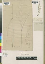 Image result for Panicum gracilicaule