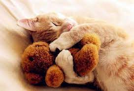 24 Animals Sleeping And Cuddling With Stuffed Animals Imagenes De Gatos Loca De Los Gatos Gatitos Adorables
