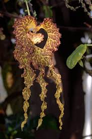 Image result for Monodora grandidieri