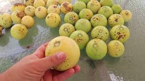 Image result for Strychnos spinosa