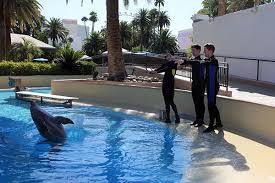 489 likes · 21 talking about this. Swimming With The Dolphins In Las Vegas Travel Codex