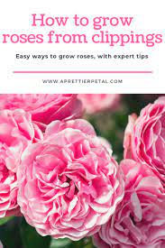 How To Grow Roses From Clippings Expert Tips Growing Roses Grow Rose From Clipping Beautiful Rose Flowers