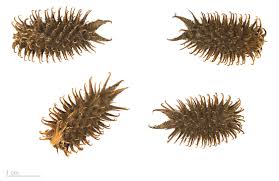 Image result for Xanthium