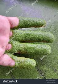 Image result for Wolffia