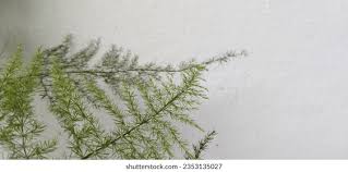 Image result for Asparagus aspergillus