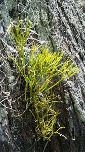 Image result for Psilotum nudum
