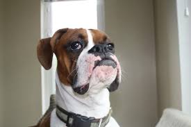 Pimple Like Bumps On Lips Boxer Forum Boxer Breed Dog Forums Boxer Breed Boxer Boxer Bulldog