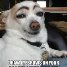 Funny Animal Face Meme Imagenes De Animales Graciosas Perros Divertidos Perros