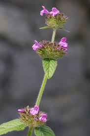 Image result for Clinopodium uhligii