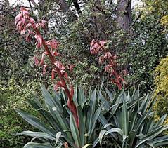 Image result for Beschorneria yuccoides