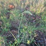 Image result for Albuca virens