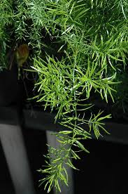 Image result for A. densiflorus Sprengeri