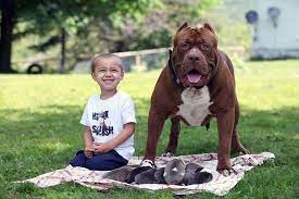 Kennel hounds, dogs and all kinds of cats World S Largest Pitbull Hulk Has 8 Puppies Worth Up To Half A Million Dollars Bored Panda