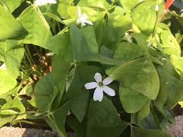 Garden flower identification will help you take the best possible care of your plants. Pls Identify This White Flower Plant 422495 Ask Extension