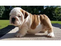 Looking for people or posts? English Bulldog Breeders Near Me Petfinder