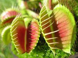 We can't convince the deer to read the list. Carnivorous Plant Description Facts Britannica