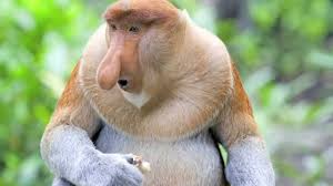 Wild animals in indonesiaall wild animals in indonesiaindonesian animalsanimals of indonesia. Proboscis Monkey Wild Indonesia Youtube