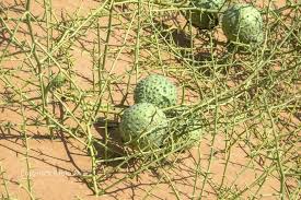 Image result for Acanthosicyos