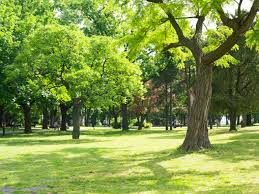 Santa rosa plum remains one of the most popular plum trees in the united states with more than 30 percent of the country's total plum crop coming from this tree. Ron S Tree Services Serving The Florida Panhandle