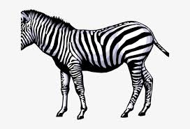 You will find the best collection of 30+ free zebra clip arts at clipart.world. Zebra Clipart Full Hd Zebra Clip Art 640x480 Png Download Pngkit