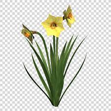 Pin On Spring Flowers