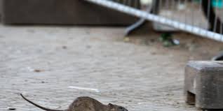Nicht ohne grund ist das auftreten von ratten in besiedelten gebieten nach dem. Haus Und Hof Vor Ratten Schutzen