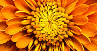 Maybe you would like to learn more about one of these? Bloomiq