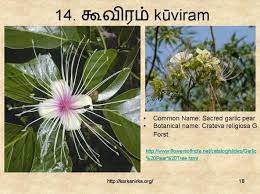 This is a list of state symbols of the state of tamil nadu in india. 14 à®• à®µ à®°à®® Kuviram Flower Names Tree With Red Flowers Plant Care