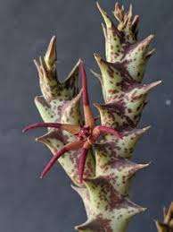 Image result for Orbea rogersii