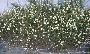 Image result for Erigeron karvinskianus