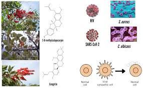 Image result for Erythrina sacleuxii