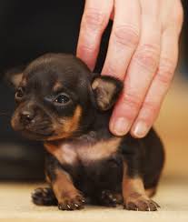 A new dog could easily become just as aggressive or more just. Newborn Chihuahua Is One Of The World S Smallest Puppies