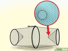 Tropical fish are well known for their beauty, but there are plenty of temperate species that can be just as lovely. How To Bait And Use A Minnow Trap 11 Steps With Pictures