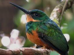 A study explains why hummingbird feathers are so iridescent; How To Care For Your Pet Hummingbird Birds Coach