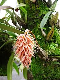 Oke, itulah gambar bunga orkid hutan koleksi minggu ini. Cara Orkid Cepat Berbunga Dan Sihat Hanya Dari Laman Jackie San Orkid Garden