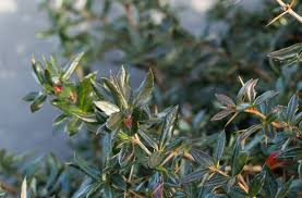 Image result for Berberis verruculosa